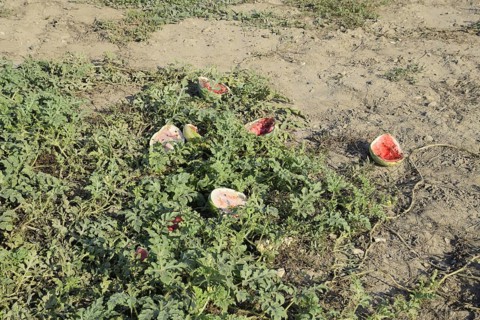 An abandoned field of watermelons and melons. Atyrau, Kazakhstan