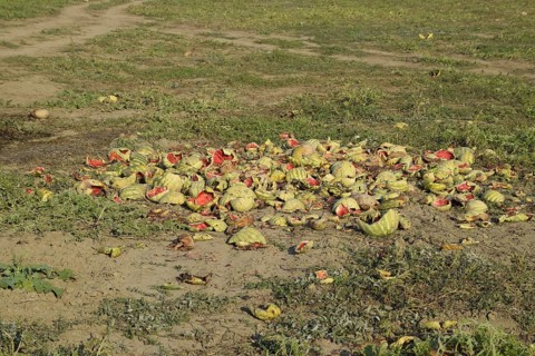 Heaps of rotting watermelons. Atyrau, Kazakhstan