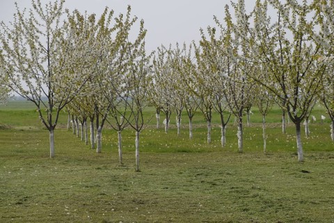Prunus avium Flowering cherry. Atyrau, Kazakhstan