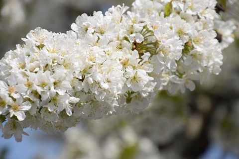Prunus avium Flowering cherry. Atyrau, Kazakhstan