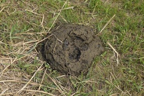 A cow cake in the grass. Manure of cattle. Krasnodar, Russia