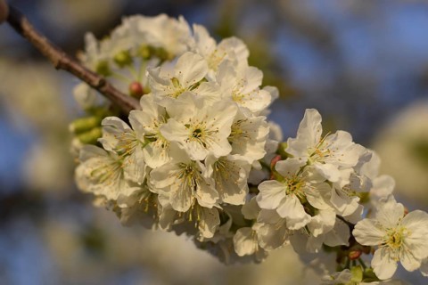 Prunus avium Flowering cherry. Cherry flowers on a tree branch