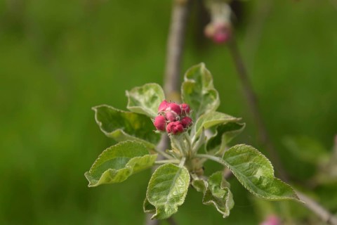 Flowers of an apple tree on a branch. Krasnodar, Russia