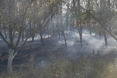 Fire in the forest. Fire and smoke in the forest litter. Atyrau, Kazakhstan