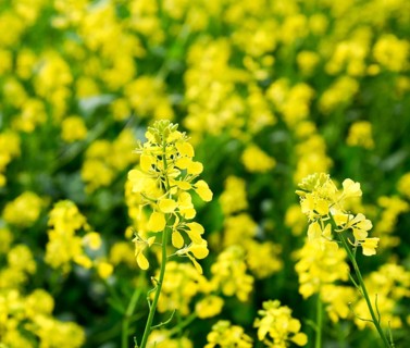 Rapeseed field. Yellow rape flowers, field landscape. Krasnodar, Russia