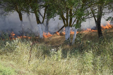 Fire in the forest. Fire and smoke in the forest litter. Atyrau, Kazakhstan