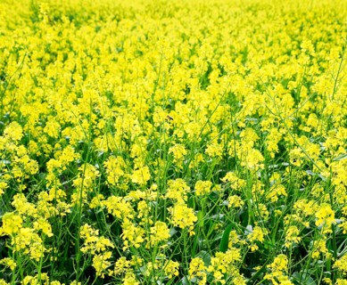 Rapeseed field. Yellow rape flowers, field landscape. Krasnodar, Russia