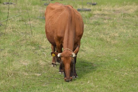 A cow is grazing in a meadow. Brown cow eating grass in the field. Krasnodar, Russia