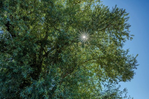 Bright summer's day with a bright blue sky. Rays of sunlight shine through the dense leaves of a