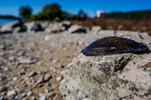 A large shell lies on a grey rock on the shore of a calm body of water. The sun is shining and the
