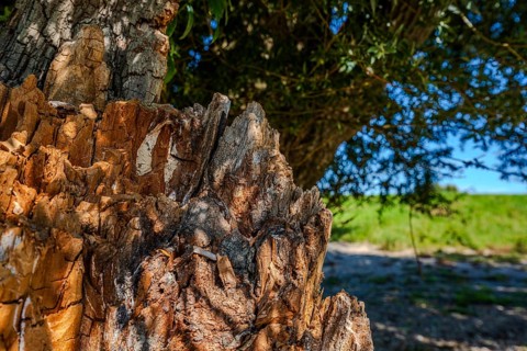 A tree stump stands in the sunlight, surrounded by green meadows. The bark shows interesting