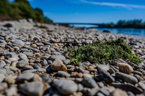 Small stones lie on the banks of a river while green algae rest on them. The sky is blue and the