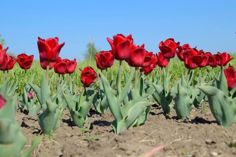 Red flowers of tulips on a flower bed. Krasnodar, Russia