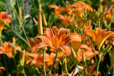 Flowers of orange lilies. Krasnodar, Russia