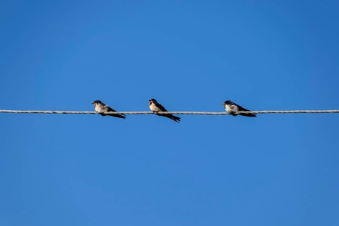 Swallows on the wires. Swallows against the blue sky. Krasnodar, Russia