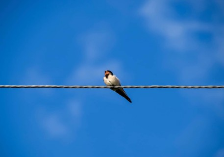 Swallows on the wires. Krasnodar, Russia