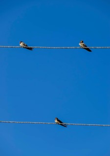 Swallows on the wires. Swallows against the blue sky. Krasnodar, Russia