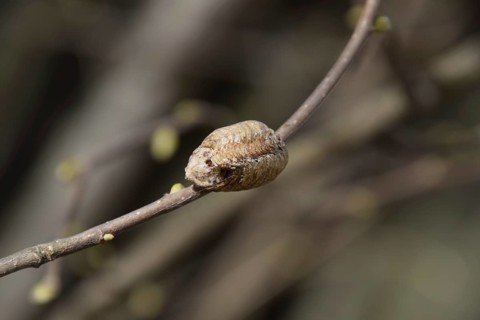 Ootheca mantis on the branches of a tree. The eggs of the insect laid in the cocoon for the winter