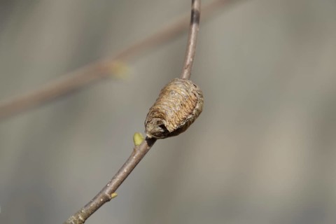 Ootheca mantis on the branches of a tree. The eggs of the insect laid in the cocoon for the winter