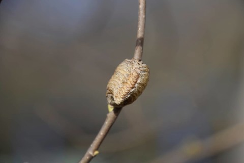 Ootheca mantis on the branches of a tree. Atyrau, Kazakhstan