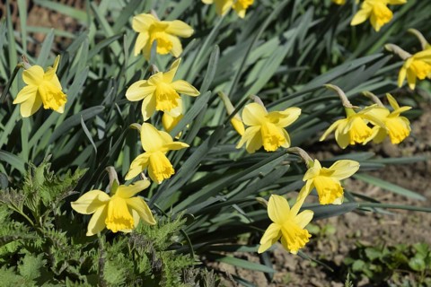 Flowers daffodil yellow. Atyrau, Kazakhstan