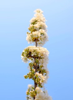 Prunus avium Flowering cherry. Krasnodar, Russia