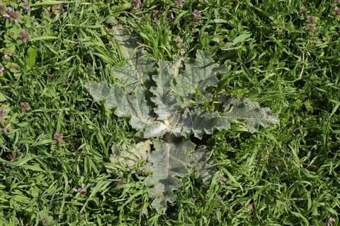 Onopordum acanthium Young leaves of a tartar. Krasnodar, Russia