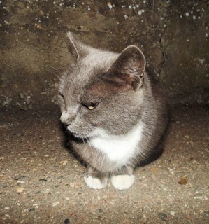 A smoky cat. Domesticated cats. domestic pet. Krasnodar, Russia