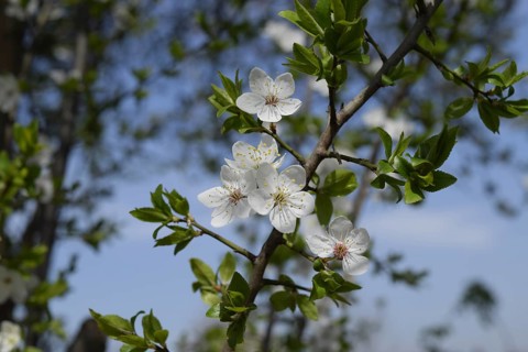 Flowering plum garden. Taman, Krasnodar Krai, Russia
