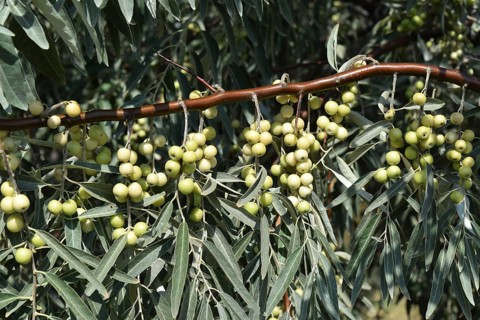 Elaeagnus commutata. Taman, Krasnodar Krai, Russia