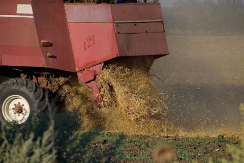 The old combine harvester harvests wheat. Atyrau, Kazakhstan