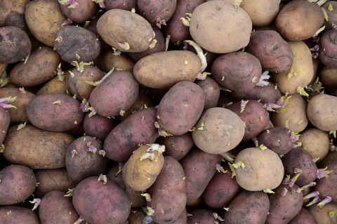 Germinated seed potatoes. Atyrau, Kazakhstan