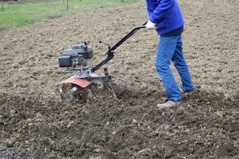Planting potatoes under the walk-behind tractor. Atyrau, Kazakhstan