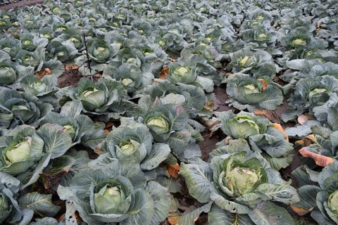 Cabbage field. Cultivation of cabbage in an open ground in the field. Taman, Krasnodar Krai, Russia