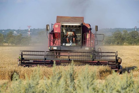 The old combine harvester harvests wheat. Taman, Krasnodar Krai, Russia