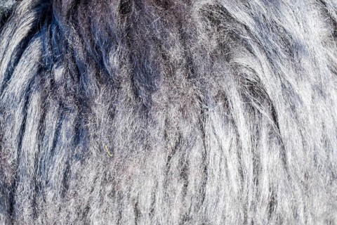 Background of sheep wool on a hat. Krasnodar, Russia