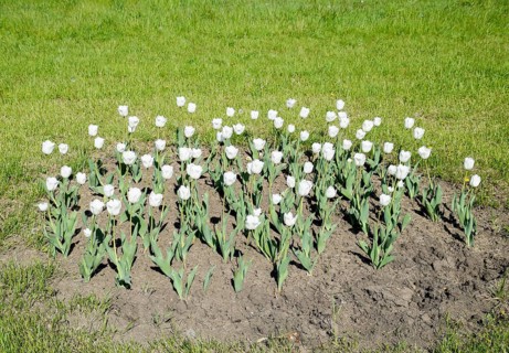 A flower bed with white tulips. White tulips, bulbous plants. Krasnodar, Russia