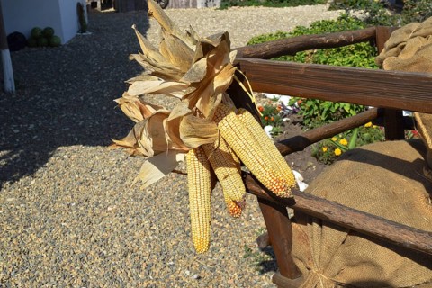 Hanging ears of yellow corn.Taman, Krasnodar Krai, Russia