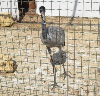 Crane in a cage. Taman, Krasnodar Krai, Russia