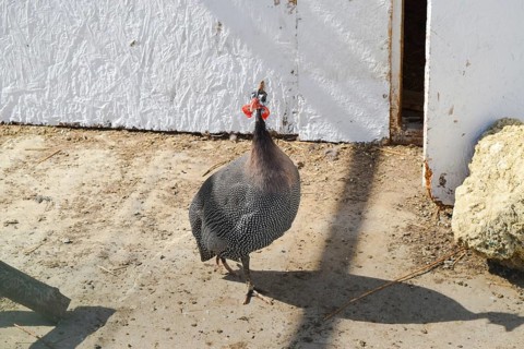Guinea fowl in a cage. Taman, Krasnodar Krai, Russia
