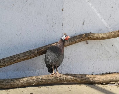 Guinea fowl in a cage. Taman, Krasnodar Krai, Russia
