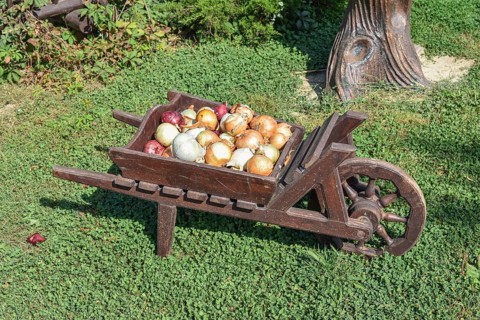 The bulbs of onions in the cart. Taman, Krasnodar Krai, Russia