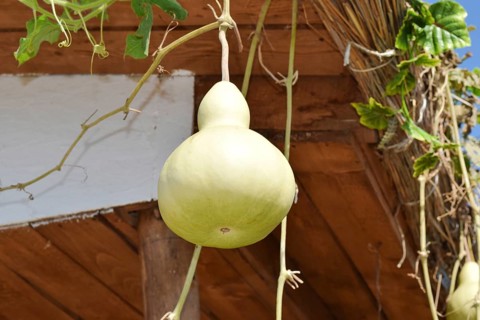 The fruits of bottle gourd. Taman, Krasnodar Krai, Russia