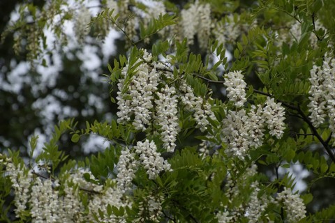 Flowering acacia white grapes. Taman, Krasnodar Krai, Russia
