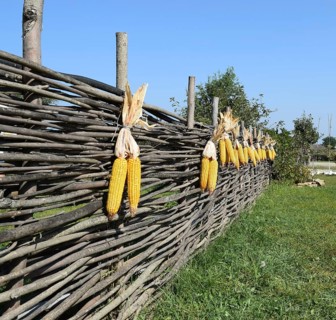Hanging ears of yellow corn. Taman, Krasnodar Krai, Russia