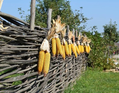 Hanging ears of yellow corn. Taman, Krasnodar Krai, Russia