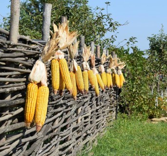 Hanging ears of yellow corn. Taman, Krasnodar Krai, Russia