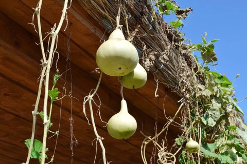 The fruits of bottle gourd. Growing tropical pumpkin. Taman, Krasnodar Krai, Russia