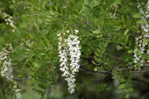 Flowering acacia white grapes. Taman, Krasnodar Krai, Russia