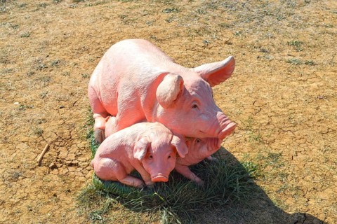 Plastic toy pig. Figures pigs on the lawn